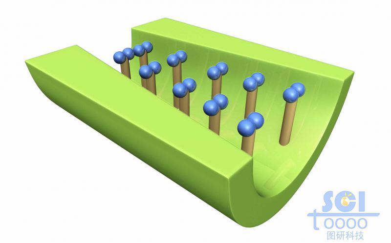 離子通道內(nèi)布滿修飾基團(tuán)/小分子基團(tuán)