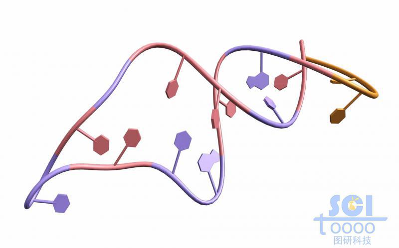 帶堿基對的單鏈RNA結構