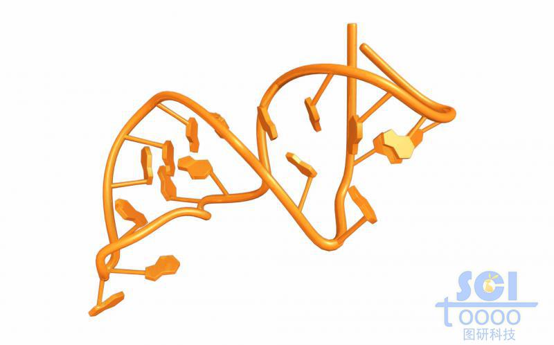 帶堿基對的單鏈RNA結(jié)構