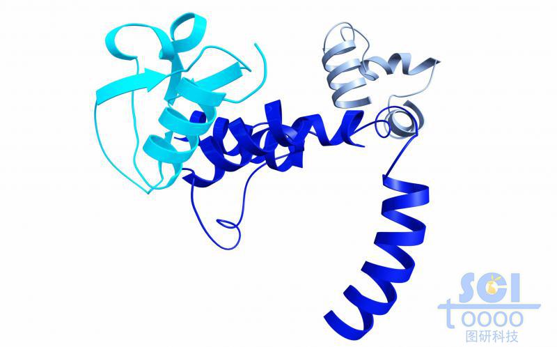 蛋白質(zhì)結(jié)構(gòu)
