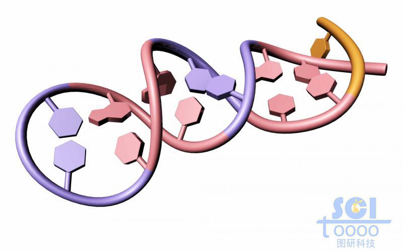 帶堿基對的單鏈RNA結(jié)構