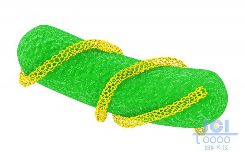 表面被碳納米管纏繞的細菌/大腸桿菌