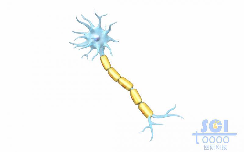 神經(jīng)元細(xì)胞