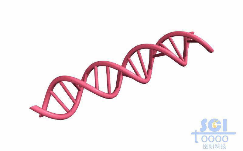 帶堿基對的DNA雙螺旋鏈