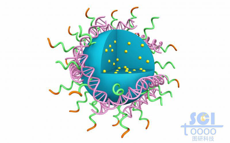 高分子鏈段團聚形成實心納米球表彌漫吸附DNA結構