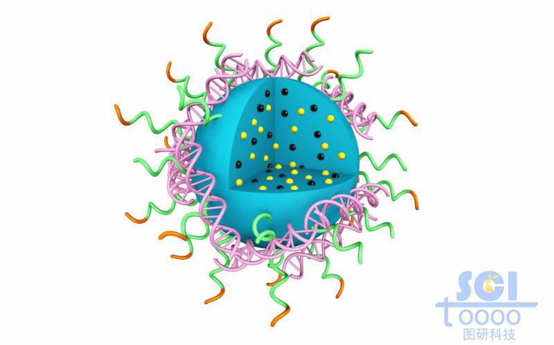 高分子鏈段團聚形成實心納米球表彌漫吸附DNA結構