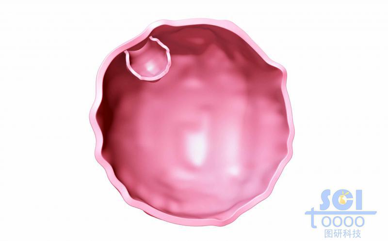 帶內(nèi)吞口的半切面的細(xì)胞膜