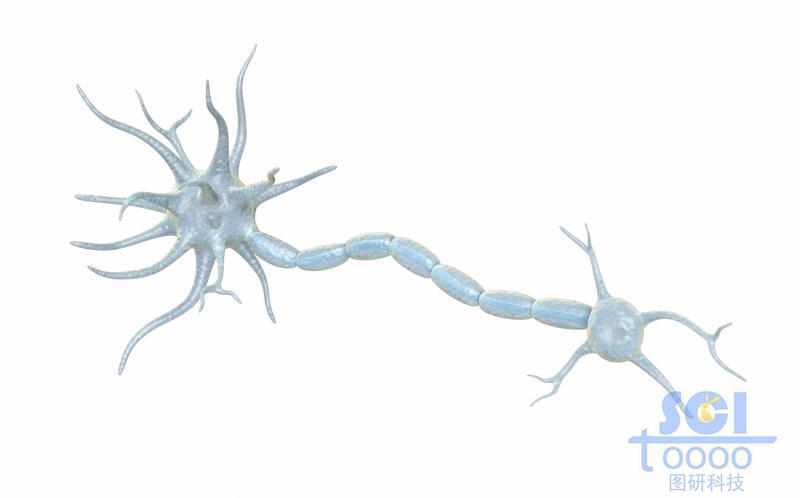 神經(jīng)元細(xì)胞