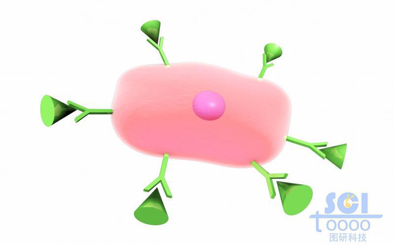 表面帶抗體+配體結(jié)構(gòu)的細(xì)胞