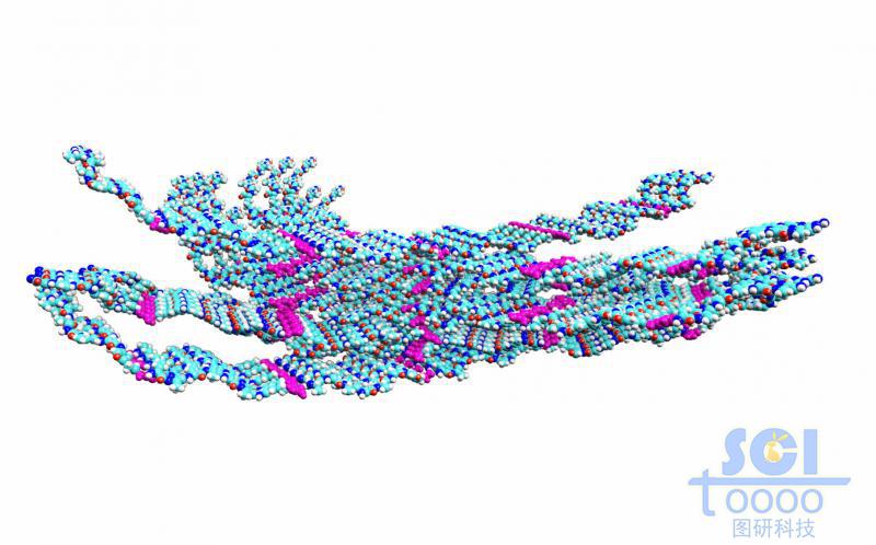纖維的內部分子排布