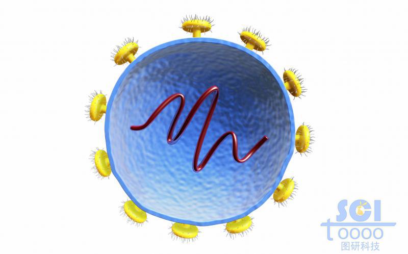 二分之一切面可見內(nèi)部遺傳物質(zhì)的病毒結(jié)構(gòu)