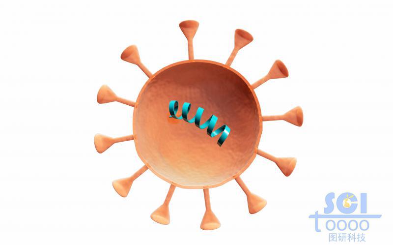 二分之一切面可見內(nèi)部遺傳物質(zhì)的病毒結(jié)構(gòu)