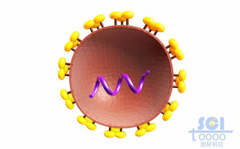 二分之一切面可見內(nèi)部遺傳物質(zhì)的病毒結(jié)構(gòu)