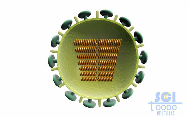 二分之一切面的病毒及內(nèi)在遺傳物質(zhì)