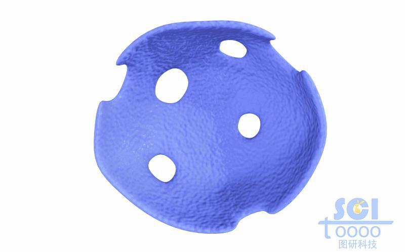 半切面的細胞核結(jié)構(gòu)