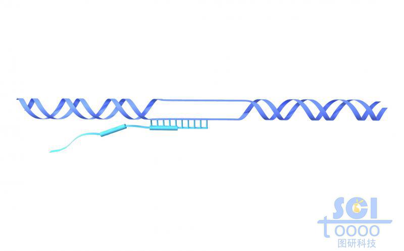 RNA聚合酶與DNA上的終止信號(hào)識(shí)別