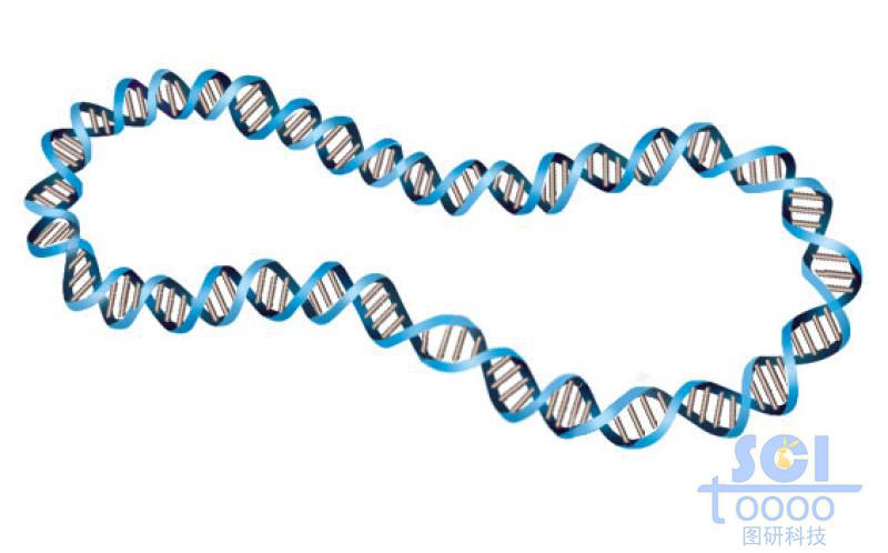 質(zhì)粒環(huán)