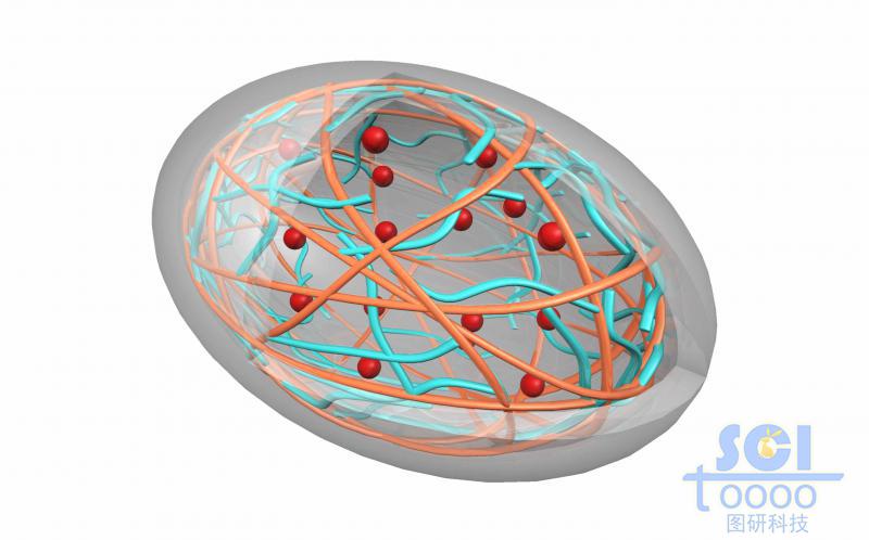 高分子鏈段交聯(lián)纏繞形成的橄欖球型籠狀結(jié)構(gòu)內(nèi)含DOX藥物