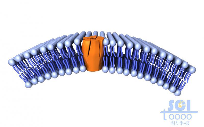 帶跨膜蛋白的磷脂雙分子層/細胞膜
