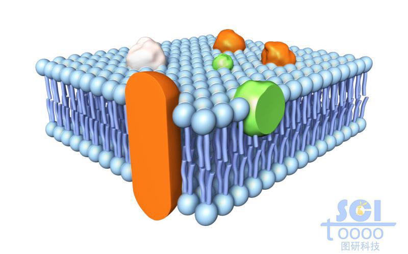 帶跨膜蛋白的磷脂雙分子層/細胞膜