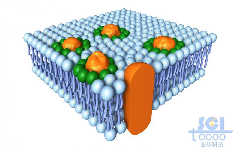 帶跨膜蛋白的磷脂雙分子層/細(xì)胞膜
