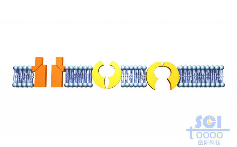 帶通道蛋白的磷脂雙分子層