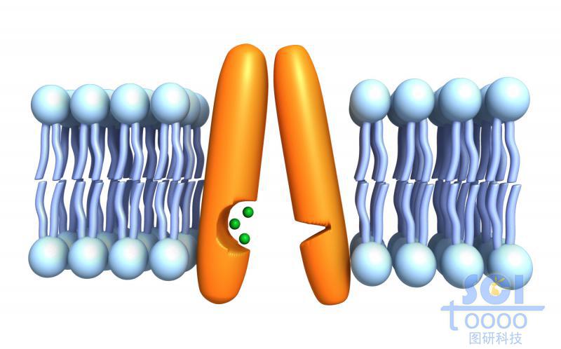 帶通道蛋白的磷脂雙分子層