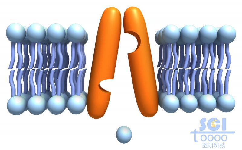 帶通道蛋白的磷脂雙分子層