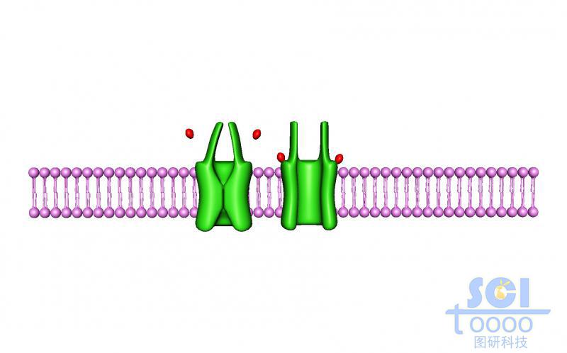帶通道蛋白的磷脂雙分子層