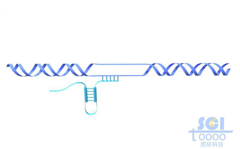 中段解旋的DNA和復(fù)制的RNA結(jié)構(gòu)