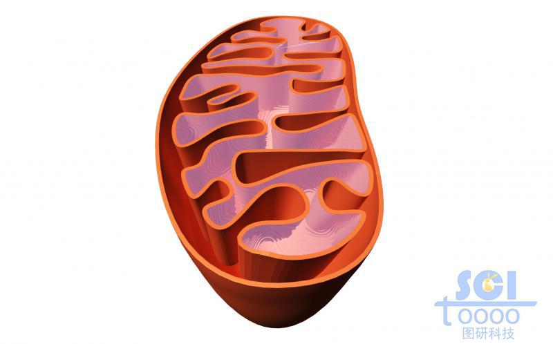 半切面線粒體結(jié)構(gòu)