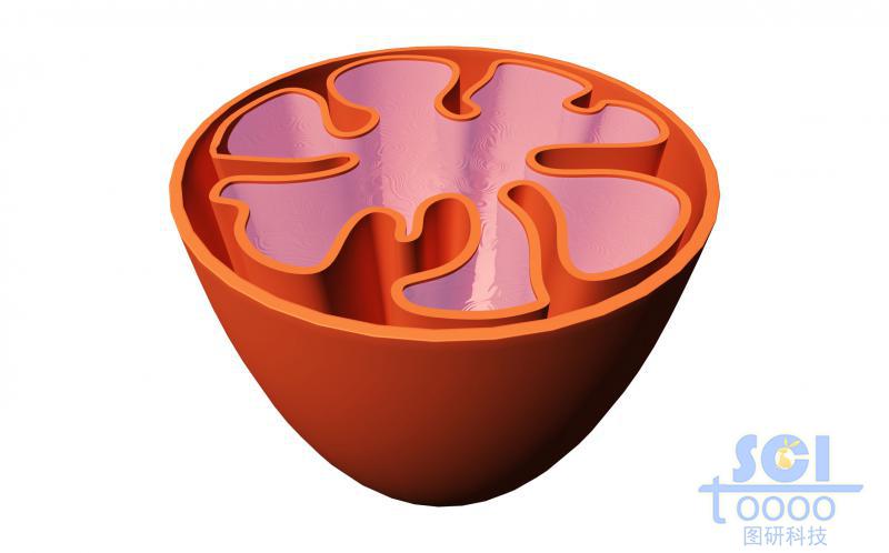 半切面線粒體結(jié)構(gòu)