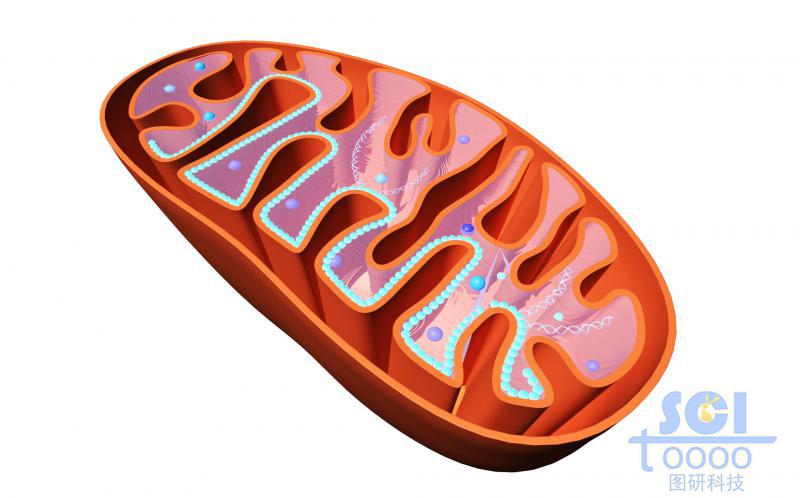 半切面線粒體結(jié)構(gòu)