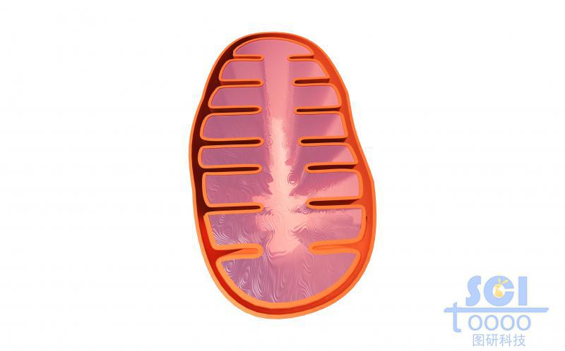 線粒體結(jié)構(gòu)