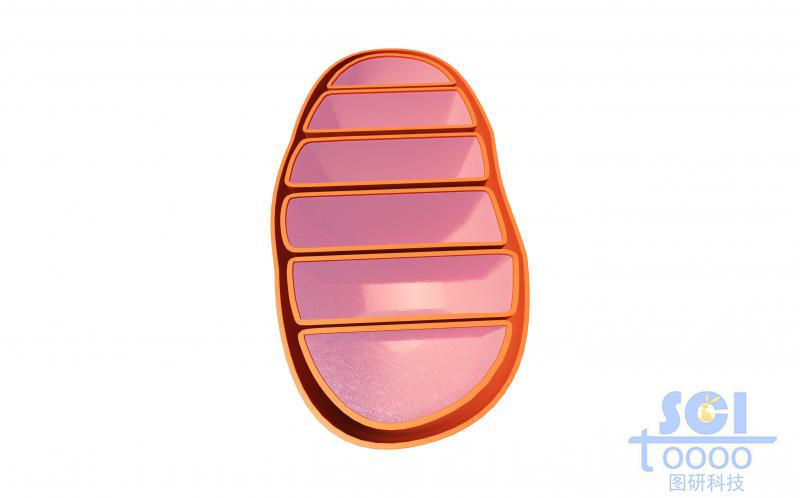 線粒體結(jié)構(gòu)