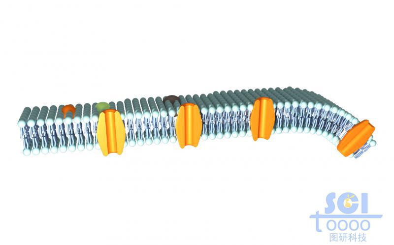 帶通道蛋白的細(xì)胞膜