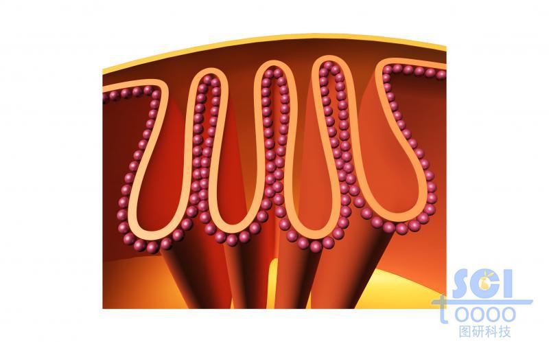 線粒體內(nèi)部/局部褶皺結(jié)構(gòu)