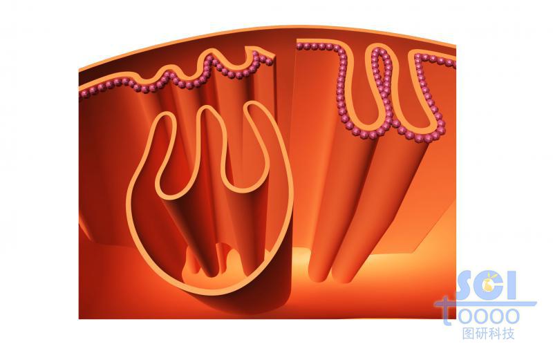 線粒體內(nèi)部/局部褶皺結(jié)構(gòu)