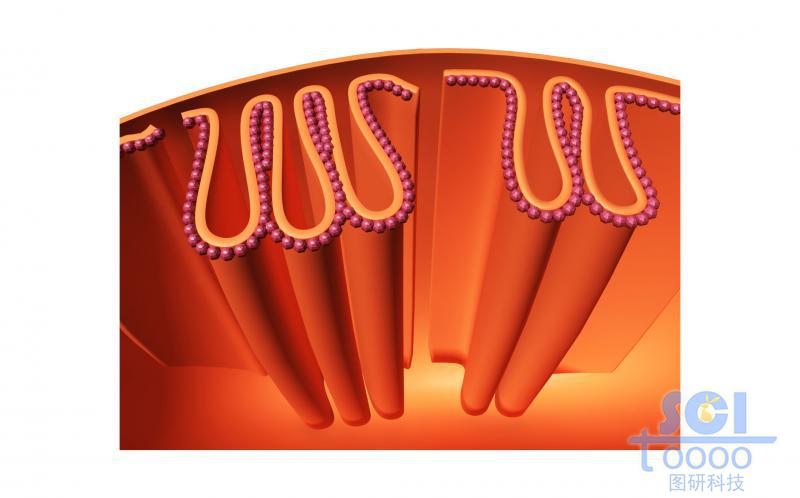 線粒體內(nèi)部/局部褶皺結(jié)構(gòu)