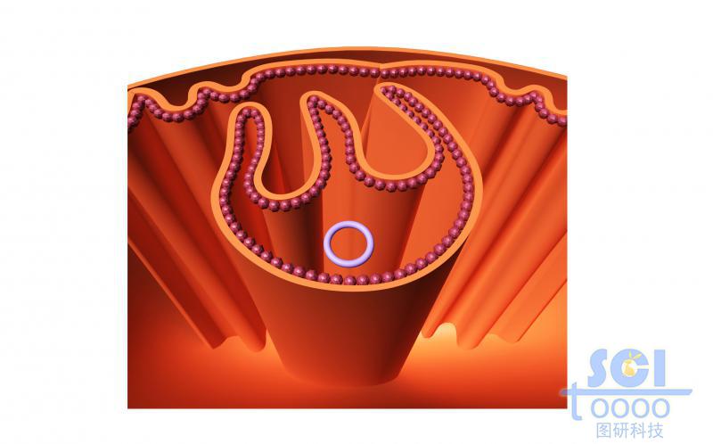 線粒體內(nèi)部/局部褶皺結(jié)構(gòu)