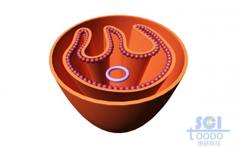 線粒體內(nèi)部/局部褶皺結(jié)構(gòu)