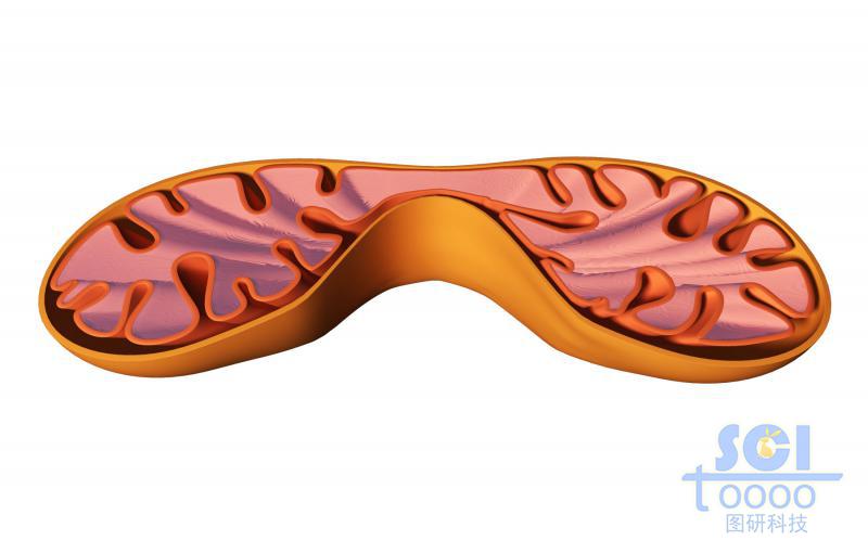 半切面線粒體結(jié)構(gòu)