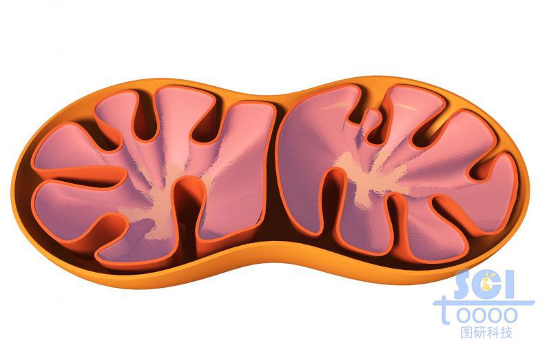 半切面線粒體結(jié)構(gòu)