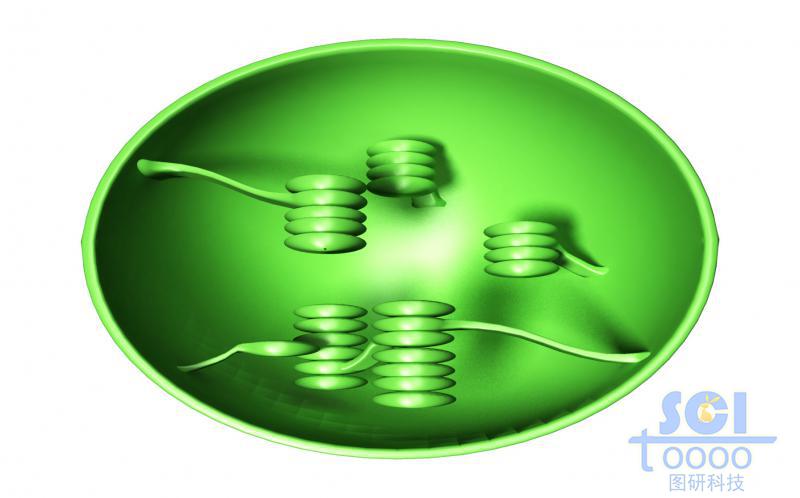 葉綠體結(jié)構(gòu)切面