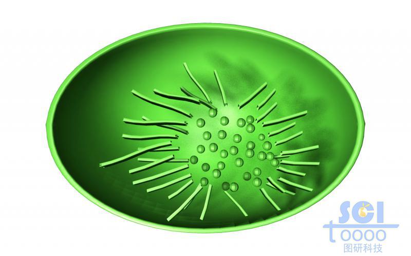 葉綠體結(jié)構(gòu)切面