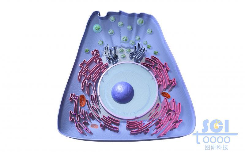 帶完整細(xì)胞器/高爾基體細(xì)胞核線粒體的細(xì)胞