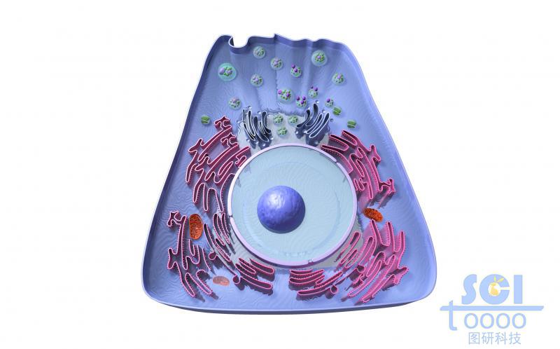 帶完整細(xì)胞器/高爾基體細(xì)胞核線粒體的細(xì)胞