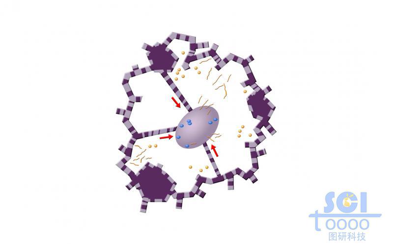 有絲分裂過程中的細(xì)胞核核膜與片狀內(nèi)質(zhì)網(wǎng)/管狀內(nèi)質(zhì)網(wǎng)