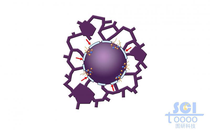 有絲分裂過程中的細(xì)胞核核膜與片狀內(nèi)質(zhì)網(wǎng)/管狀內(nèi)質(zhì)網(wǎng)