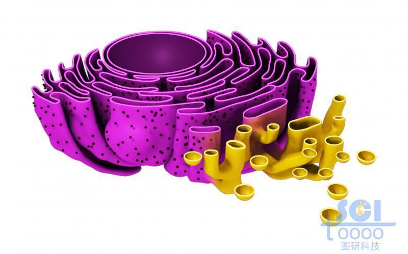 細(xì)胞核與內(nèi)質(zhì)網(wǎng)